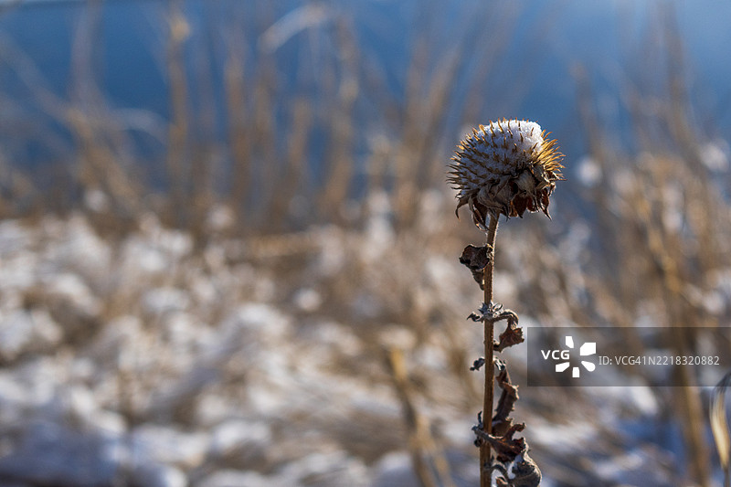 冰冻植物的特写，怀俄明州托林顿，美国图片素材