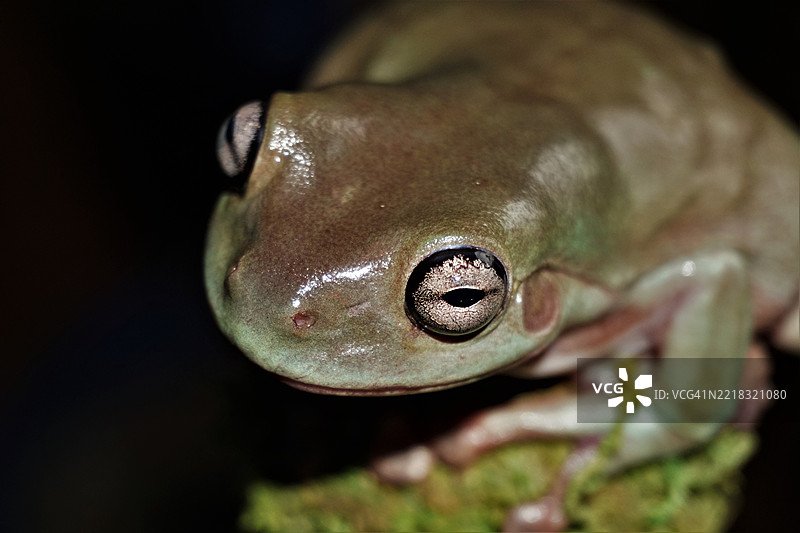 特写的红色树木，美国，USA图片素材