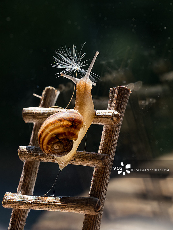 德国的蜗牛特写镜头图片素材