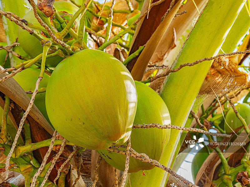 树上生长的水果特写图片素材