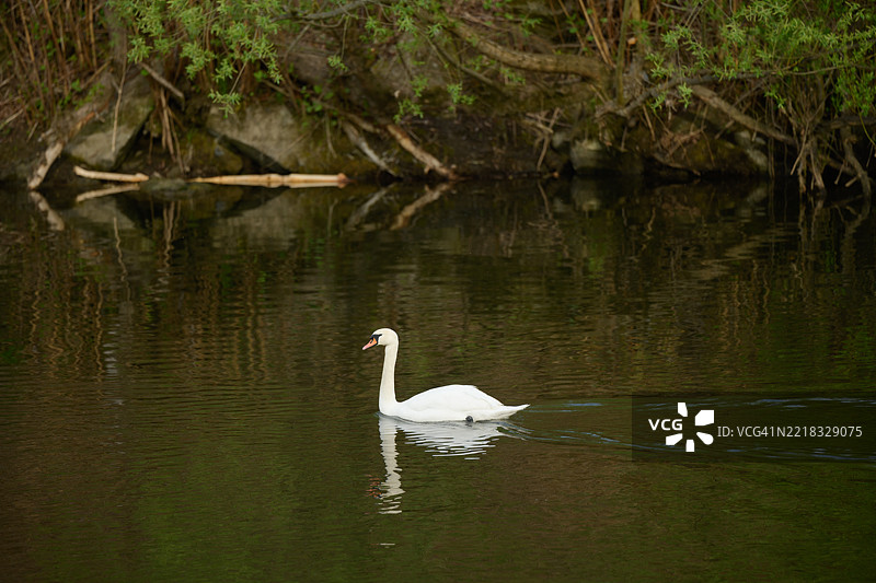 天鹅侧面在湖中游泳图片素材