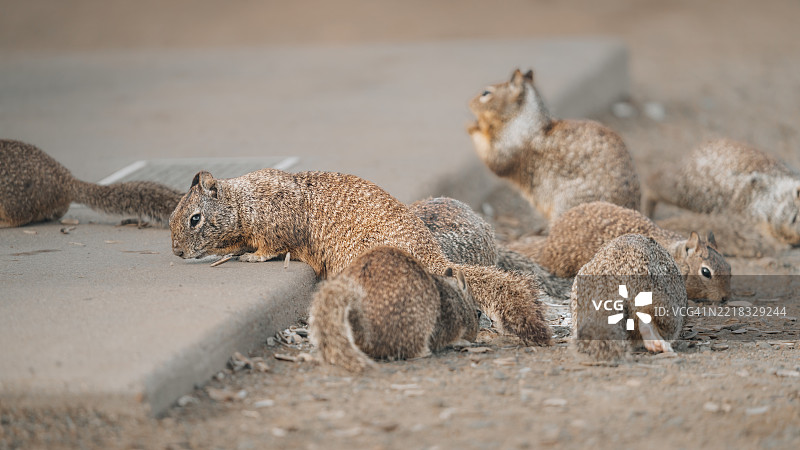 加利福尼亚州莫罗湾人行道上的松鼠特写图片素材