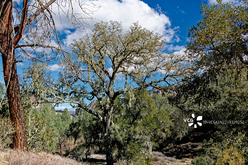 低角度视图的树木与天空， 美国， 美国图片素材