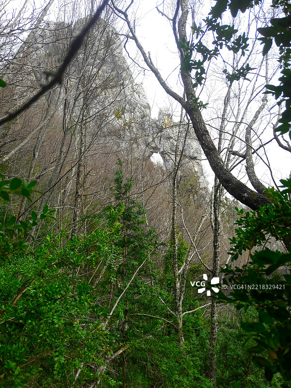 森林中树木的低角度视图图片素材