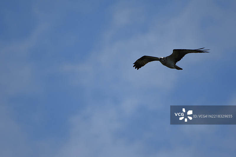 低角度视图的鸟在天空中飞翔，日本图片素材