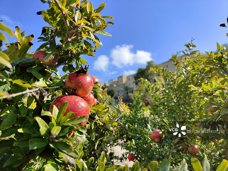 意大利撒丁岛树上生长的苹果特写图片素材