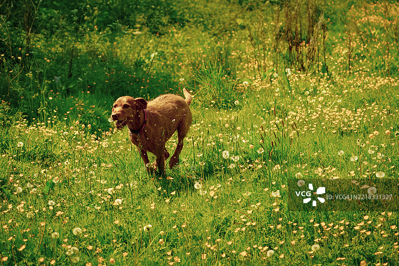 狗在田野上奔跑的全身照图片素材