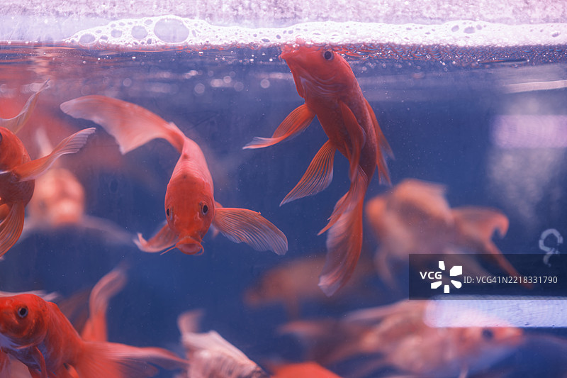 水族箱中游动的锦鲤特写镜头图片素材