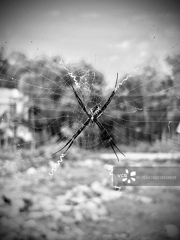 蜘蛛网特写，坎尼亚库马里，泰米尔纳德邦，印度图片素材