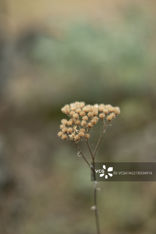 盛开的植物特写，华盛顿州斯波坎，美国图片素材