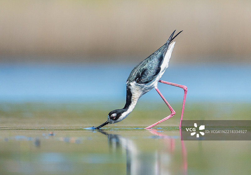 水面上的昆虫特写，斯塔福德镇，新泽西州，美国图片素材