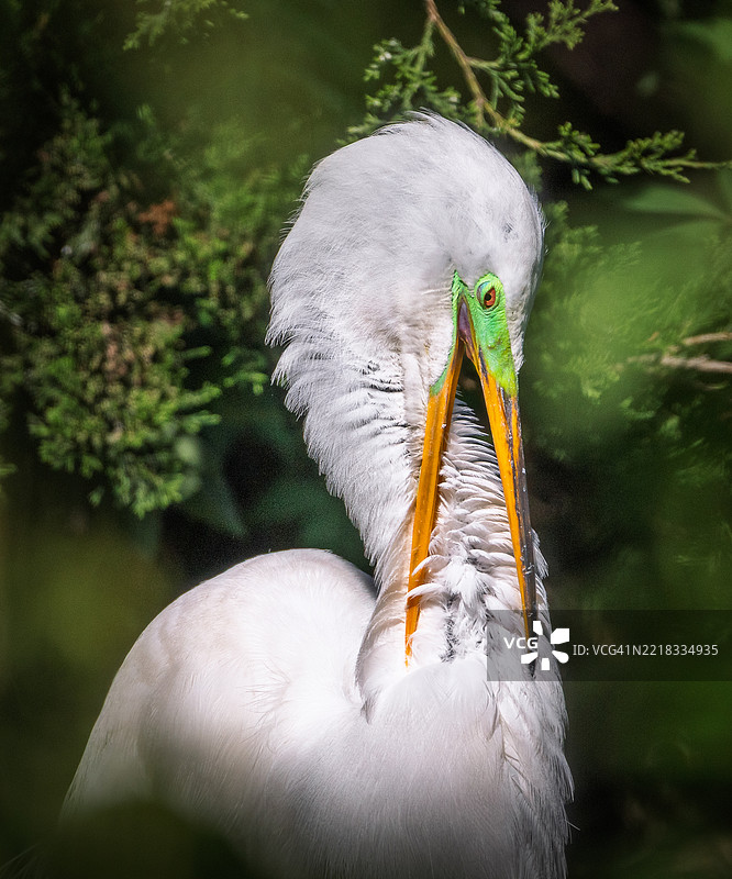鹈鹕特写，海洋城，新泽西州，美国图片素材