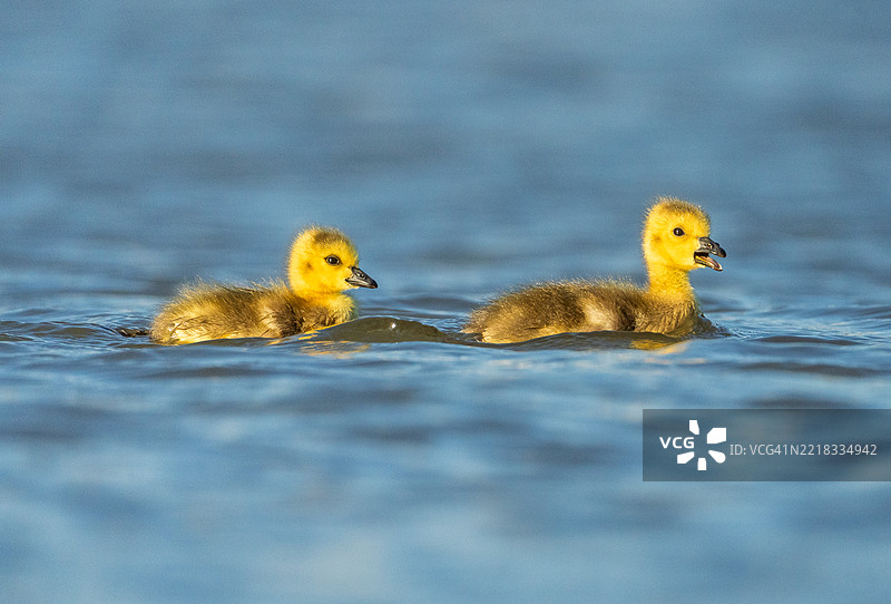 小鸭子在湖中游泳的特写，霍博肯，新泽西州，美国图片素材