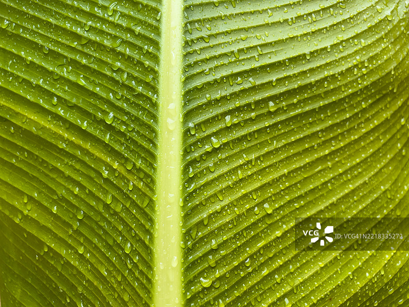 香蕉树绿色叶子图案纹理细节自然对称农业农场植物图片素材