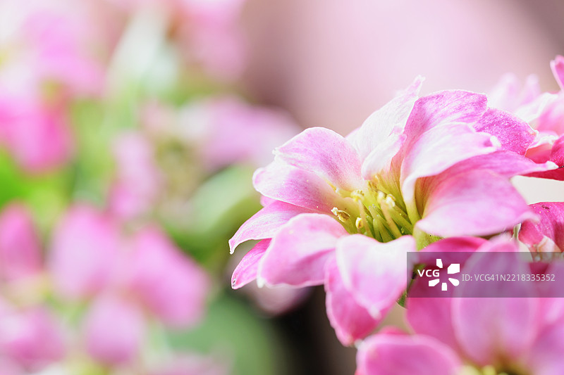 盛开的粉色伽蓝菜花朵图片素材