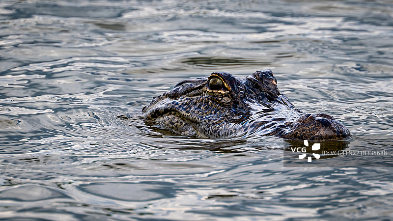 湖中游泳的鳄鱼特写，德克萨斯州休斯顿，美国图片素材