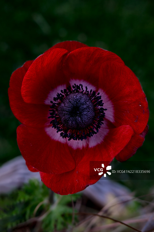 红色花朵的特写镜头图片素材