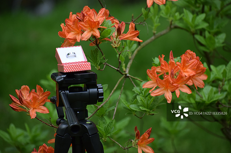 橙色开花植物的特写镜头图片素材