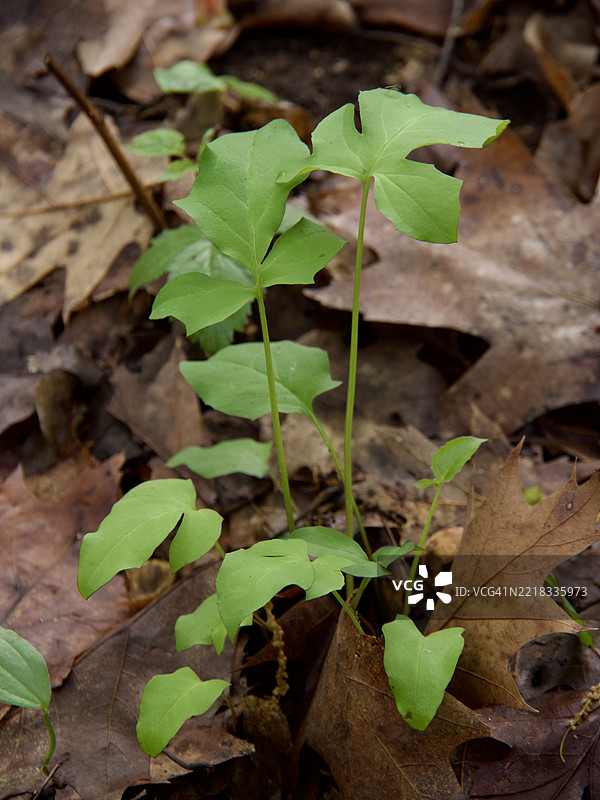 马萨诸塞州阿灵顿的田野上生长的小植物特写图片素材