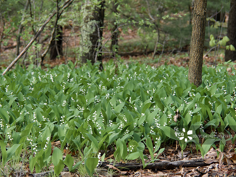 欧洲铃兰 Convallaria majalis，马萨诸塞州阿灵顿，美国图片素材