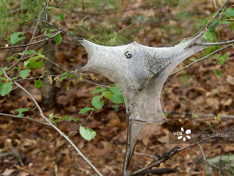 东部帐篷蛾幼虫 Malacosoma americana，马萨诸塞州阿灵顿，美国图片素材