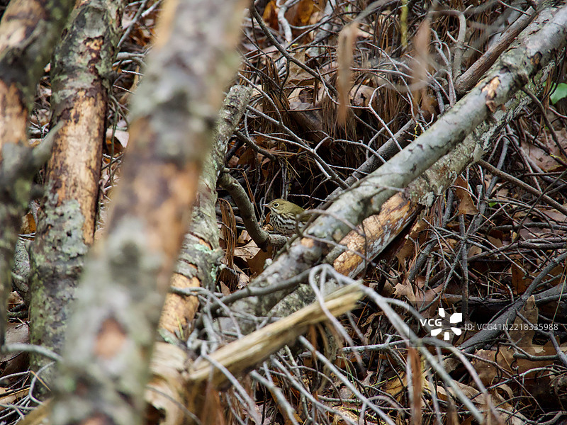 马萨诸塞州阿灵顿的森林中光秃秃的树木特写图片素材