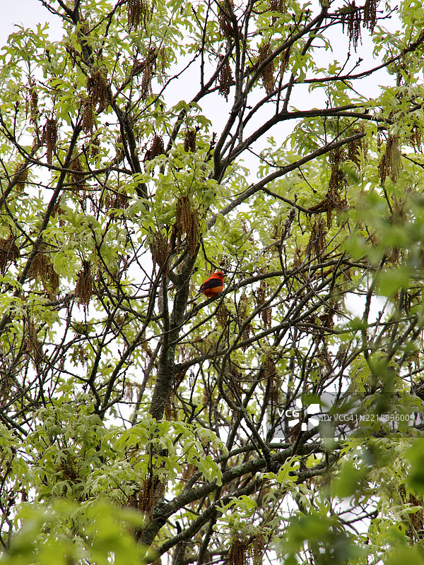 栖息的雄性猩红唐纳雀（Piranga olivacea），马萨诸塞州阿灵顿，美国图片素材