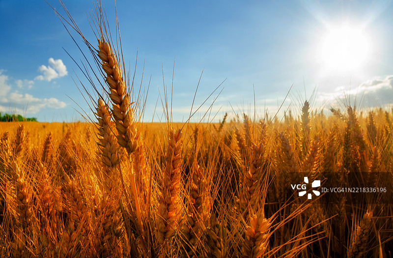 收获前的小麦田图片素材