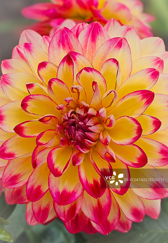 粉色大丽花特写，希利亚德，俄亥俄州，美国图片素材