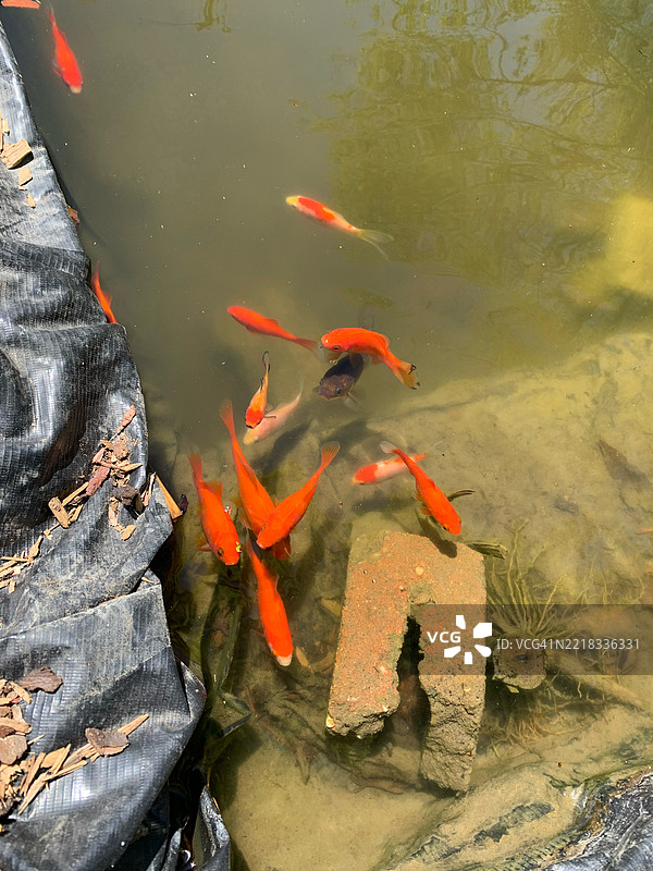 高角度视图的锦鲤在加拿大安大略省的池塘中游泳图片素材