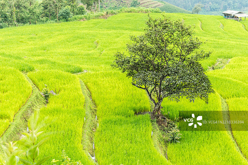 农业田地的高角度视图图片素材