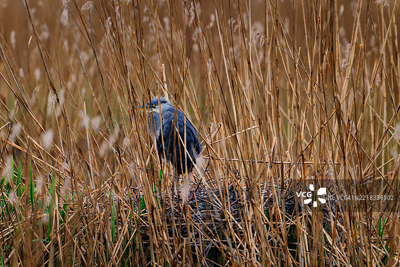 鸟儿栖息在田野上的特写镜头图片素材