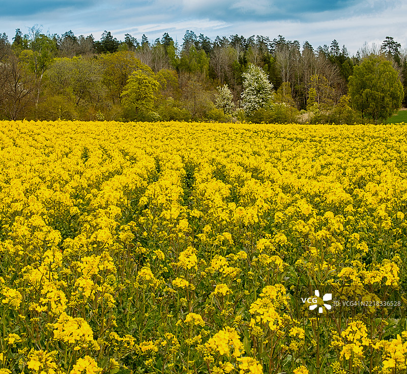 油菜花田的美丽景色图片素材