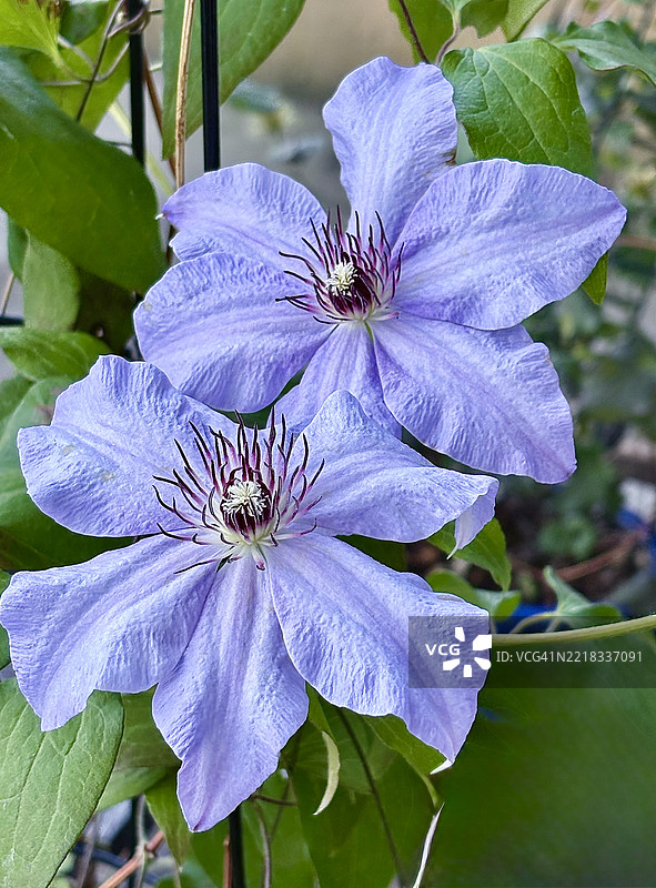 紫色花朵特写，印第安纳州诺布尔斯维尔，美国图片素材