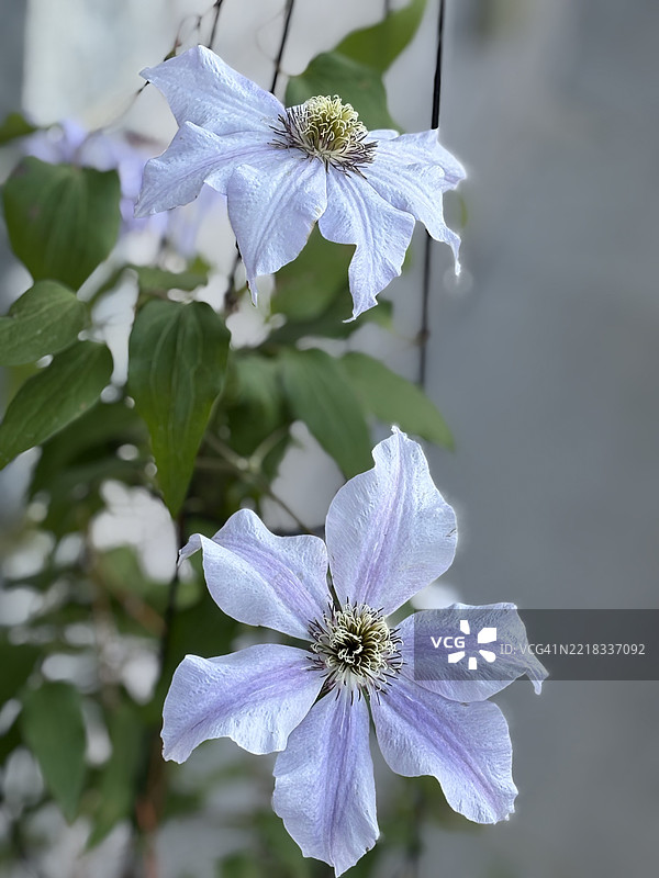 紫色花朵特写，印第安纳州诺布尔斯维尔，美国图片素材
