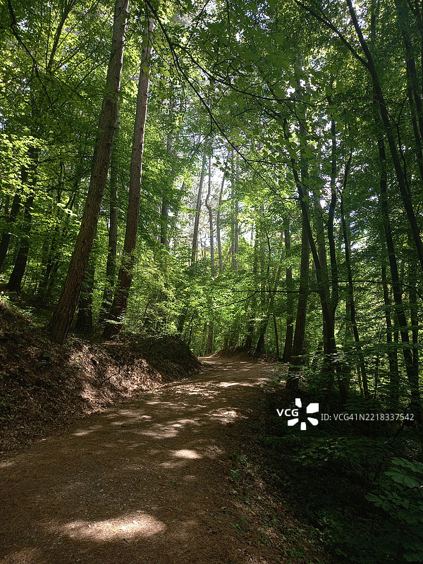 保加利亚索非亚市省的森林中的树木图片素材