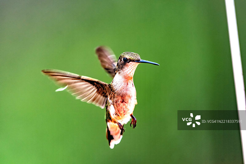 户外飞翔的蜂鸟特写，威斯康星州沃朋，美国图片素材