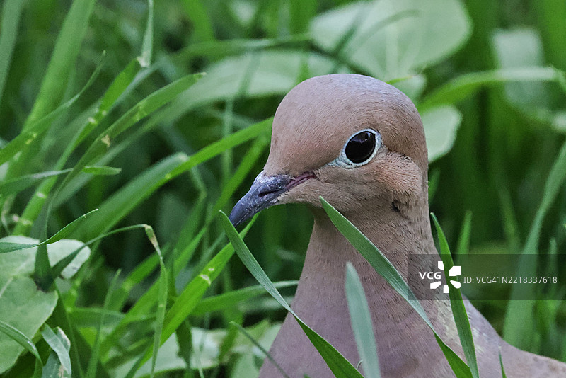 鸽子在植物前的特写，布莱尔，内布拉斯加州，美国图片素材