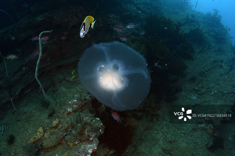 珊瑚礁蝴蝶鱼和水母。图片素材