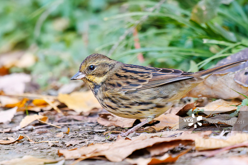 可爱的灰尾鹤鹑（Emberiza spodocephala，雀科）在寻找食物。图片素材