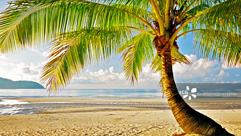 海滩上的一棵棕榈树图片素材
