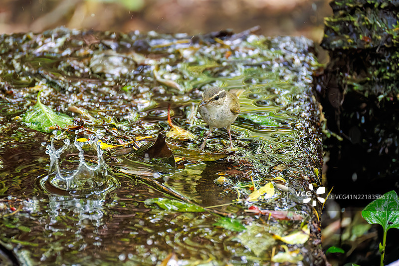 可爱的萨哈林柳莺，学名为Phylloscopus borealoides，属于柳莺科，正在鸣叫。正在水盆中洗澡。图片素材