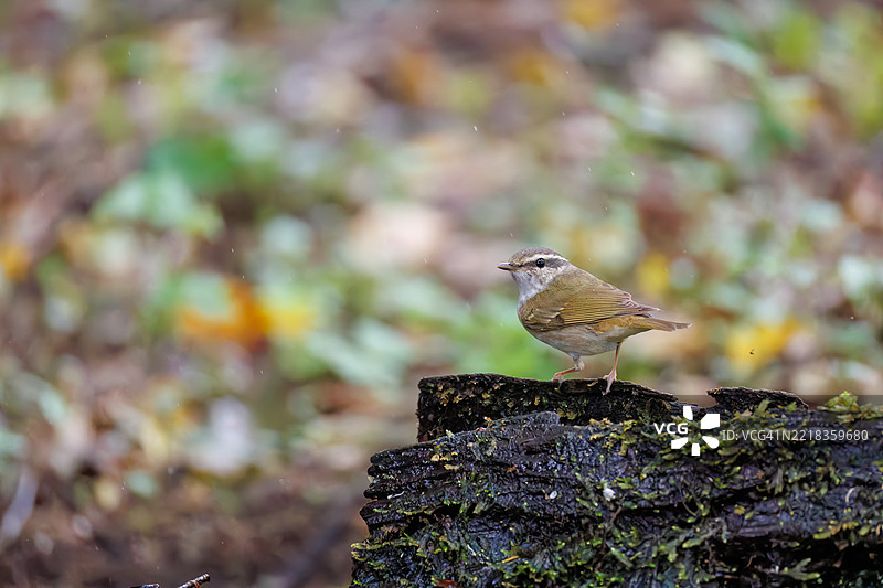 可爱的萨哈林柳莺，学名为Phylloscopus borealoides，属于柳莺科，正在鸣叫。正在水盆中洗澡。图片素材