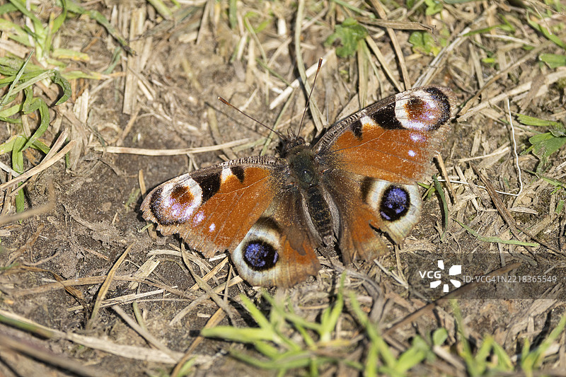 欧洲孔雀蝶在地面上图片素材