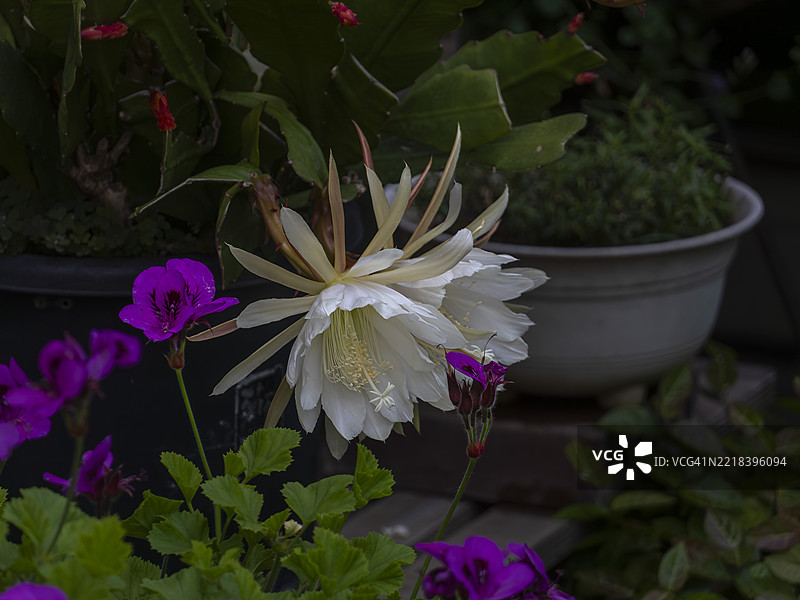 紫花的锯齿兰花仙人掌盛开图片素材