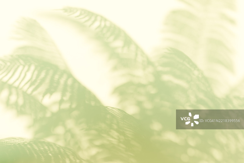 热带棕榈叶的柔和阴影投射在浅粉绿色背景上。极简的自然灵感构图，适合夏季、健康、美容或生态主题的设计。3D渲染。留白，适合放置文本。图片素材