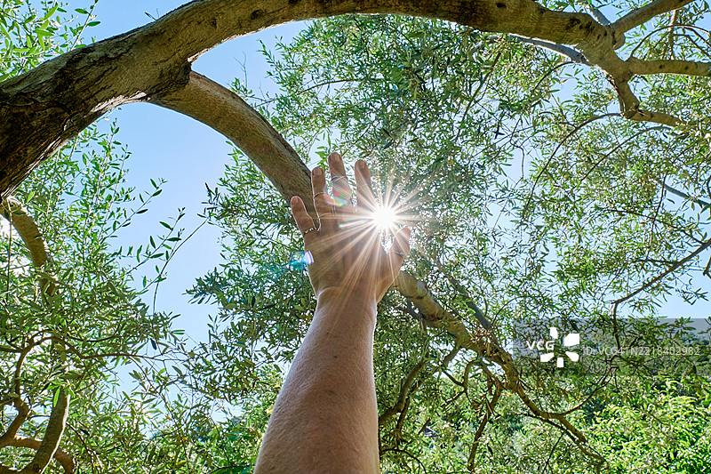 触摸太阳。匿名的手伸向透过树枝照射的阳光。图片素材