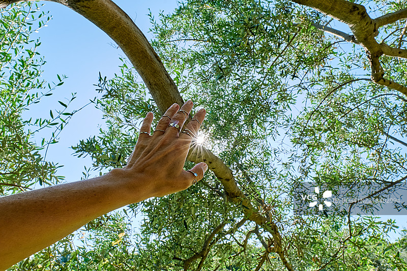 触摸太阳。匿名的手伸向透过树枝照射的阳光。图片素材