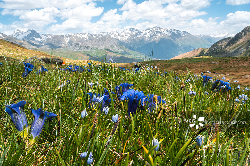 阿拉贡比利牛斯山脉高山草甸上盛开的高山野花与雪山相映成趣图片素材