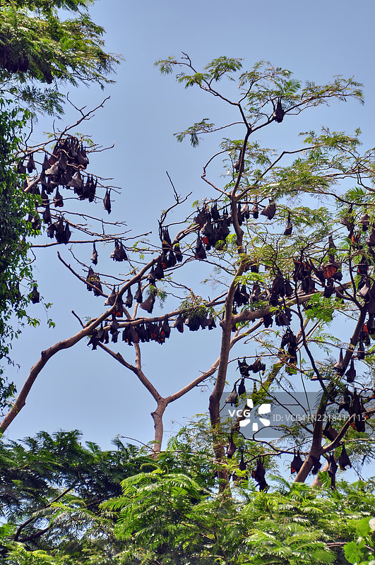 一大群普通果蝠。图片素材